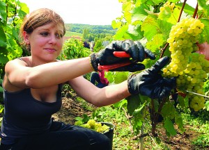 A woman is at work as part of the grape